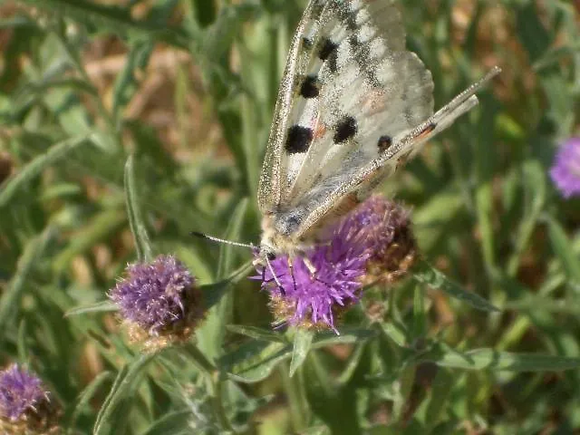 Vendégház Gaestehaus Weberskirch 3*